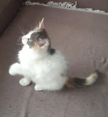 Bianca, Main Coon Jungtier - Katze