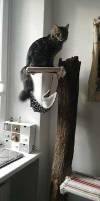 Bitzi, Hauskatze - Kater