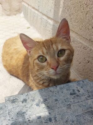 Bixby, Europäisch Kurzhaar - Katze