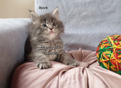 Bjork Giantcats Castle, Maine Coon Jungtier - Katze
