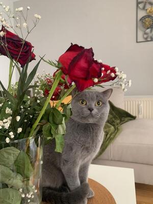 Bkh kater, BKH - Kater