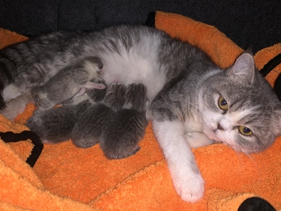 Bkh kitten, Britisch Kurzhaarkatze Jungtier - Katze