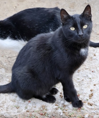 Black, Mix - Kater