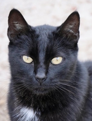 Black, Mix - Kater