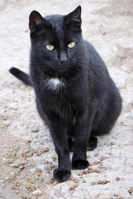 Black, Mix - Kater