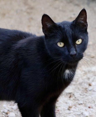 Black, Mix - Kater