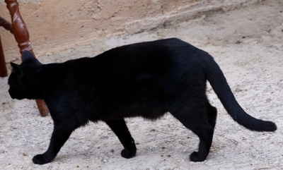 Black, Mix - Kater