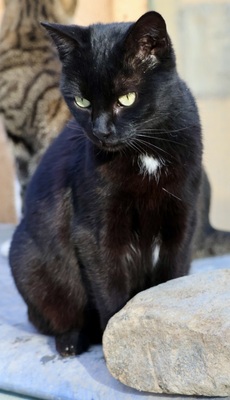 Black, Mix - Kater