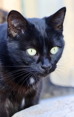 Black, Mix - Kater