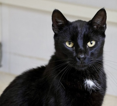 Black, Mix - Kater