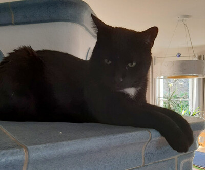 Blacky, Eur. Kurzhaar - Kater