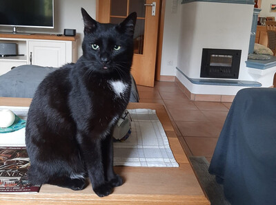 Blacky, Eur. Kurzhaar - Kater