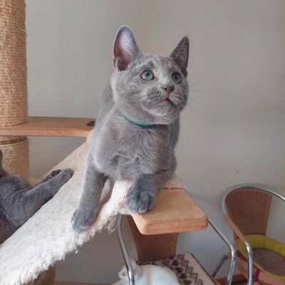 Blau, Russisch blau Jungtier - Kater