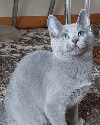 Blau, Russisch blau Jungtier - Kater