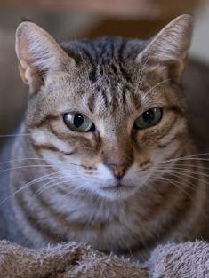 Blondie (geb. Jan. 2019) - EKH-Katze