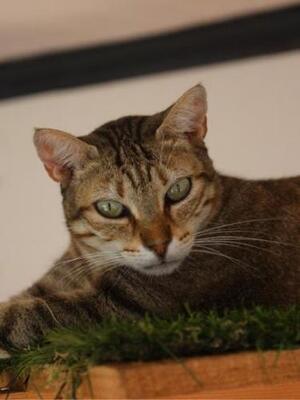 Blondie (geb. Jan. 2019) - EKH-Katze, EKH - Katze
