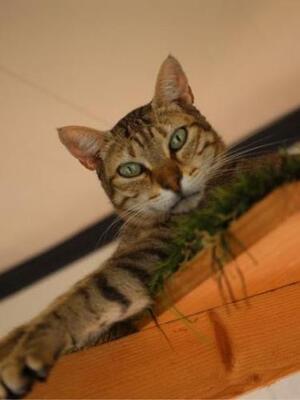 Blondie (geb. Jan. 2019) - EKH-Katze, EKH - Katze