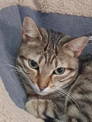 Blondie (geb. Jan. 2019) - EKH-Katze, EKH - Katze
