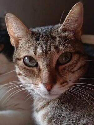 Blondie (geb. Jan. 2019) - EKH-Katze, EKH - Katze