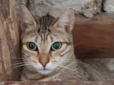 Blondie (geb. Jan. 2019) - EKH-Katze, EKH - Katze