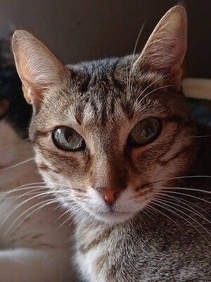 Blondie geb. Januar 2019, Europäisch Kurzhaar - Katze