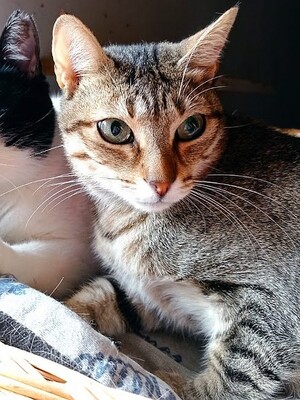 Blondie geb. Januar 2019, Europäisch Kurzhaar - Katze