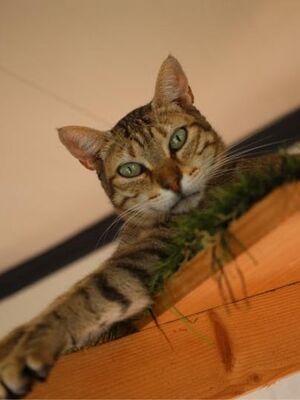 Blondie geb. Januar 2019, Europäisch Kurzhaar - Katze