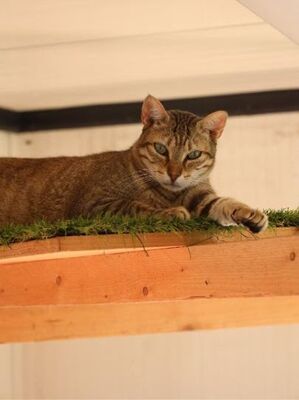 Blondie geb. Januar 2019, Europäisch Kurzhaar - Katze