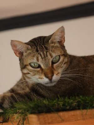 Blondie geb. Januar 2019, Europäisch Kurzhaar - Katze