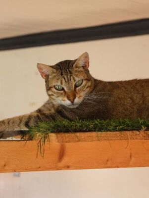 Blondie geb. Januar 2019, Europäisch Kurzhaar - Katze