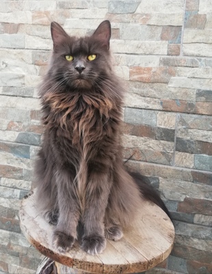Blue Palilla, Maine Coon - Katze