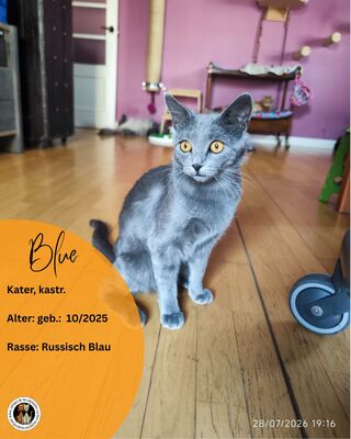 Blue, Russisch blau - Kater