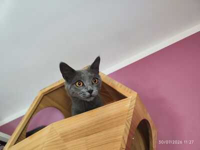 Blue, Russisch blau - Kater