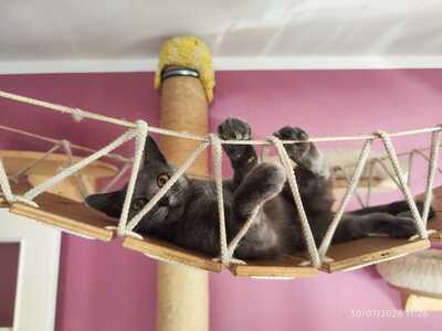 Blue, Russisch blau - Kater