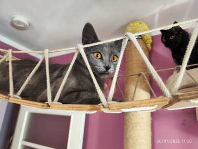 Blue, Russisch blau - Kater