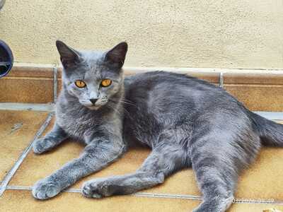 Blue, Russisch blau - Kater