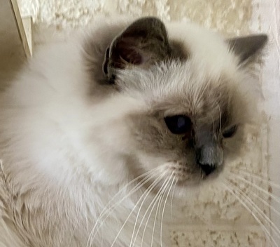 Blue Saphir, Birma / Heilige Birma Jungtier - Katze