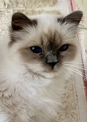 Blue Saphir, Birma / Heilige Birma Jungtier - Katze