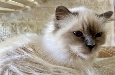 Blue Saphir, Birma / Heilige Birma Jungtier - Katze
