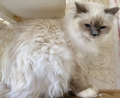 Blue Saphir, Birma / Heilige Birma Jungtier - Katze