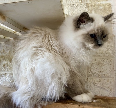 Blue Saphir, Birma / Heilige Birma Jungtier - Katze