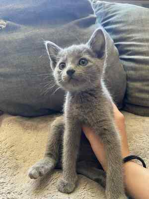 BlueSatin Cattery, Russisch blau Jungtier - Katze