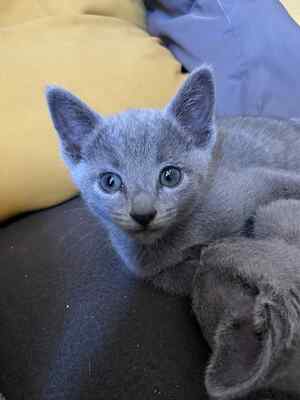 BlueSatin Cattery, Russisch blau Jungtier - Katze