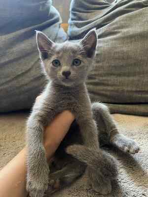BlueSatin Cattery, Russisch blau Jungtier - Katze