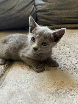 BlueSatin Cattery, Russisch blau Jungtier - Katze