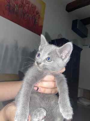 BlueSatin Cattery, Russisch blau Jungtier - Katze