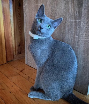 BlueSatin Cattery, Russisch blau Jungtier - Katze