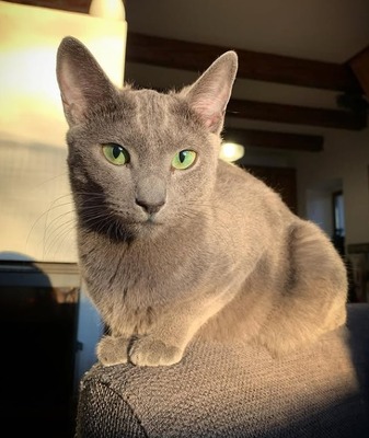 Bluesatin Cattery, Russisch Blau Jungtier - Katze