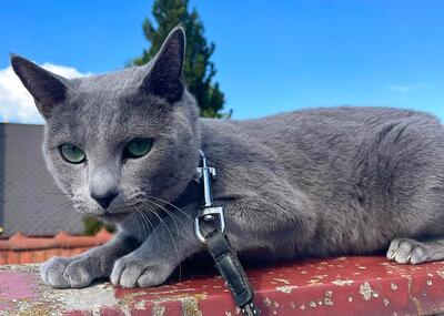 Bluesatin Cattery, Russische blau Katze Jungtier - Katze