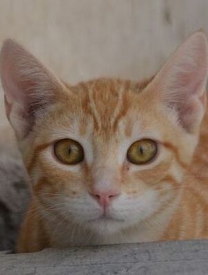 Bob, Europäisch Kurzhaar - Kater